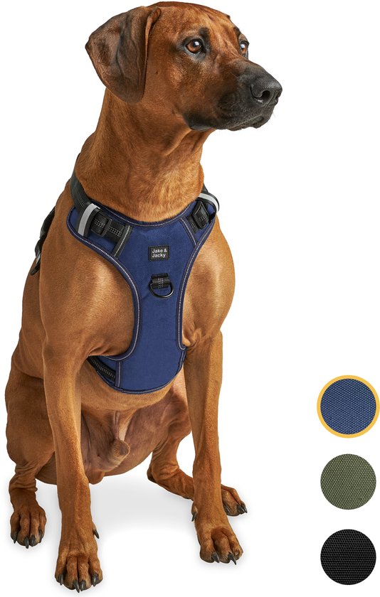 Bruine hond met een donkerblauw tuigje, zittend met kleine cirkels met kleurstalen.