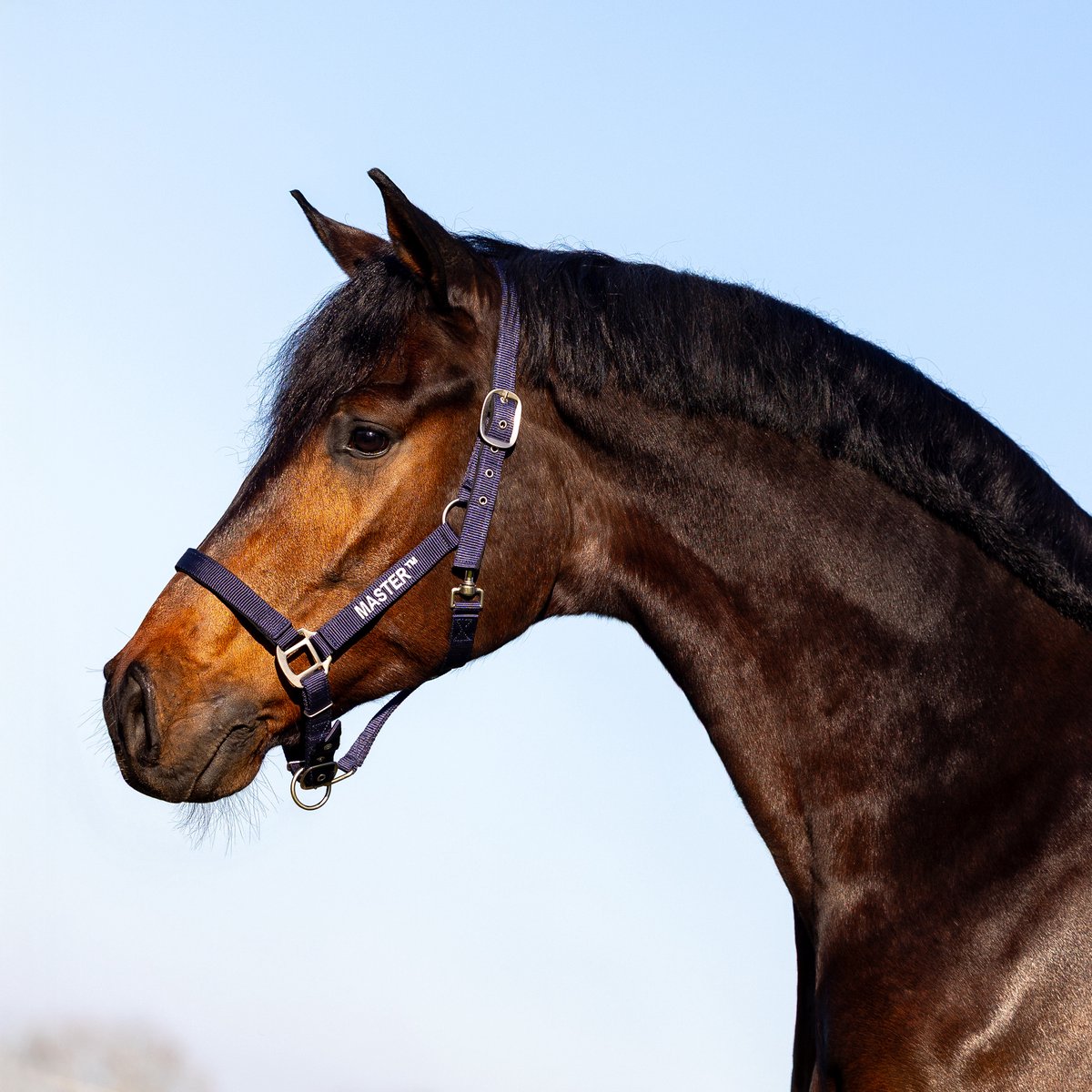 Halter MASTER Navy Cob