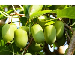 Set van 2 kiwibessen- Actinidia arguta 'Chang Bai Giant' – Kiwibes - Hoogte 25cm – 1 liter pot