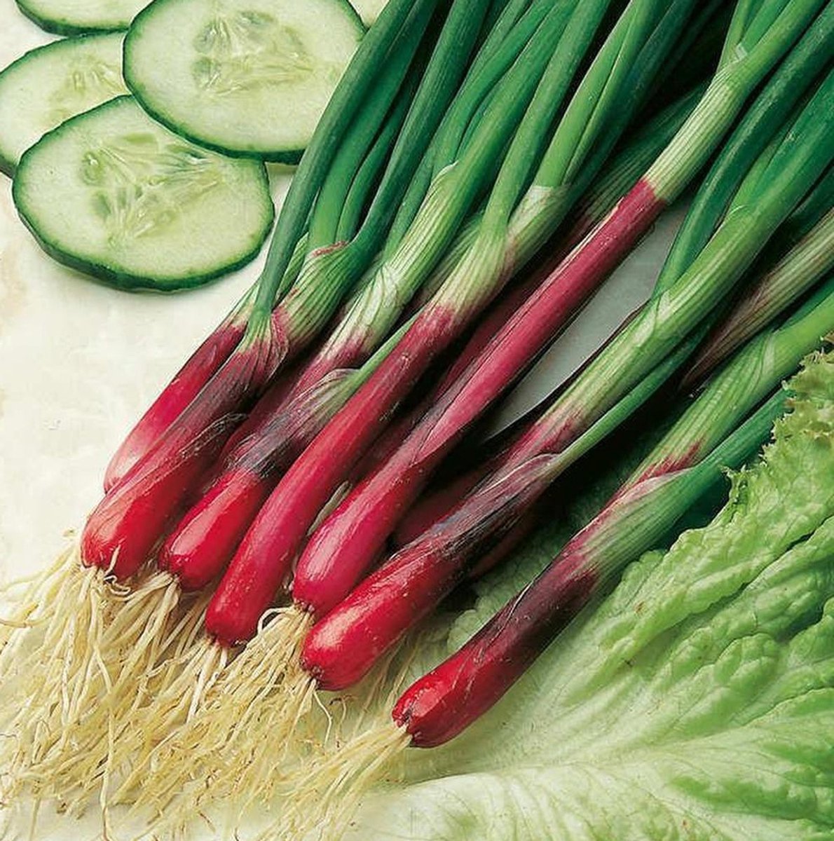 Lente ui zaden Red Toga - Rode Bosui - 7 jarig - Zeer Speciaal - 2 Gram