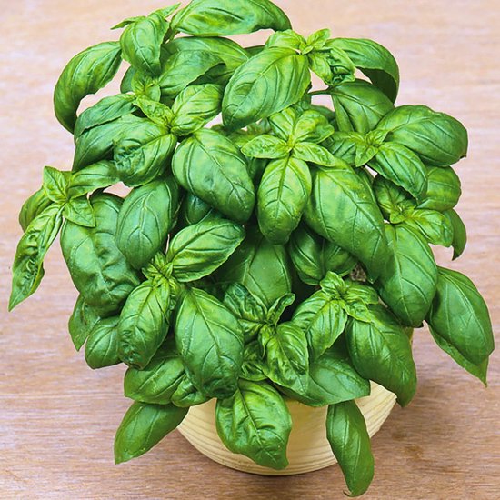 Sluis Garden - Basilicum Grove, Grootbladige (Ocimum basilicum)