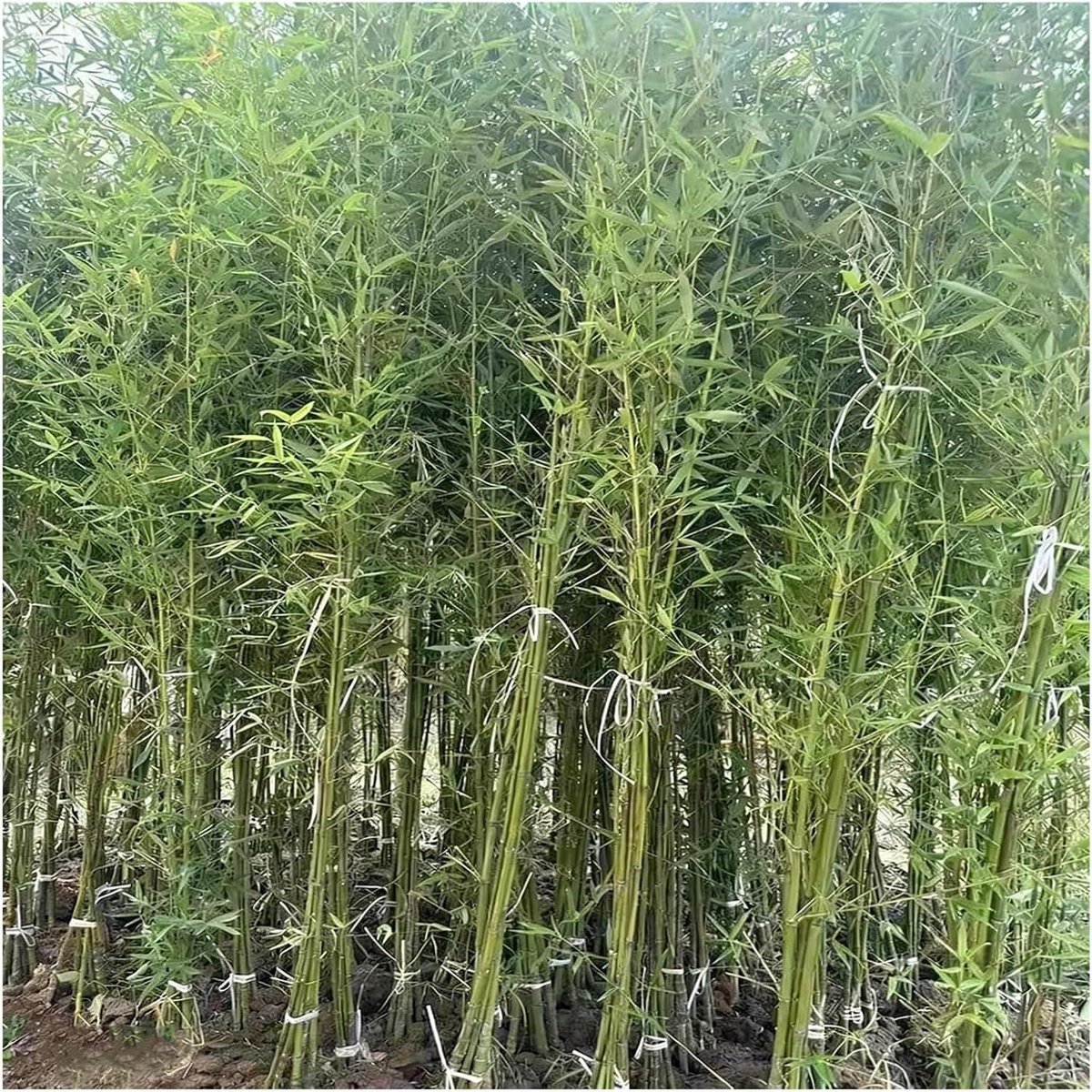Kunstbamboe Scherm - Privacy Plant - Ruimte Verdelen - Waterdicht UV-bestendig - 250 cm Hoog - Groen