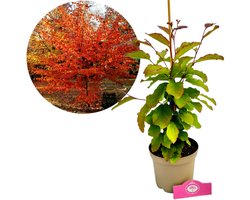 Parrotia persica - Perzisch ijzerhout - Hoogte 25-30cm - 2 liter pot