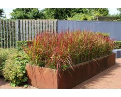 Imperata cylindrica ‘Red Baron’ – 12x P9 – Japans Bloedgras Siergras met Rode Bladtoppen