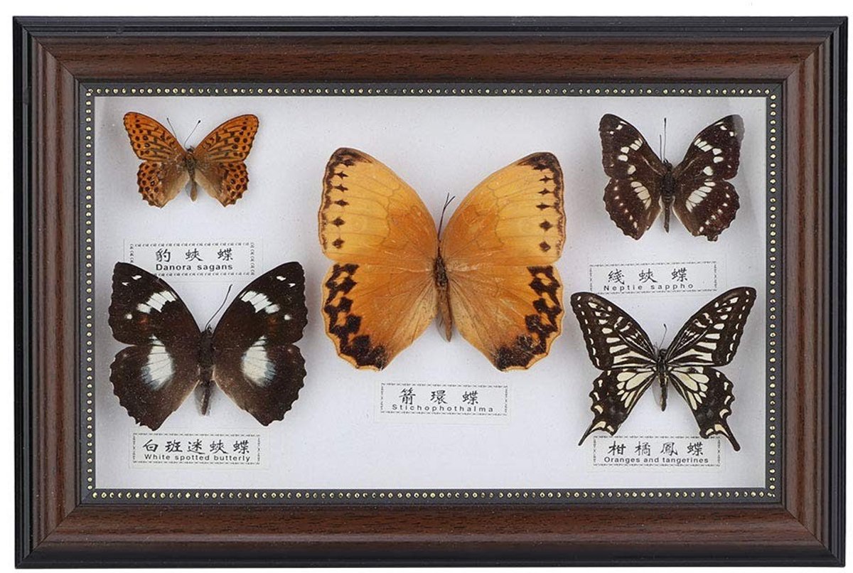 aladdien - Specimen Craft Frame - Echte Vlinders - Decoratief Ornament - Zwart Frame - Educatieve Demonstratie - Perfect cadeau voor elke gelegenheid