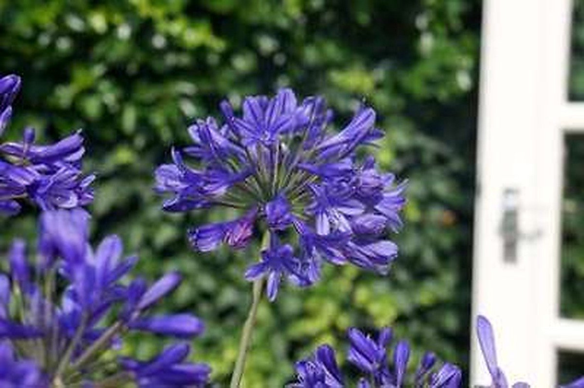 6x Afrikaanse lelie - Agapanthus 'Brillant Blue'® | 9x9 cm pot