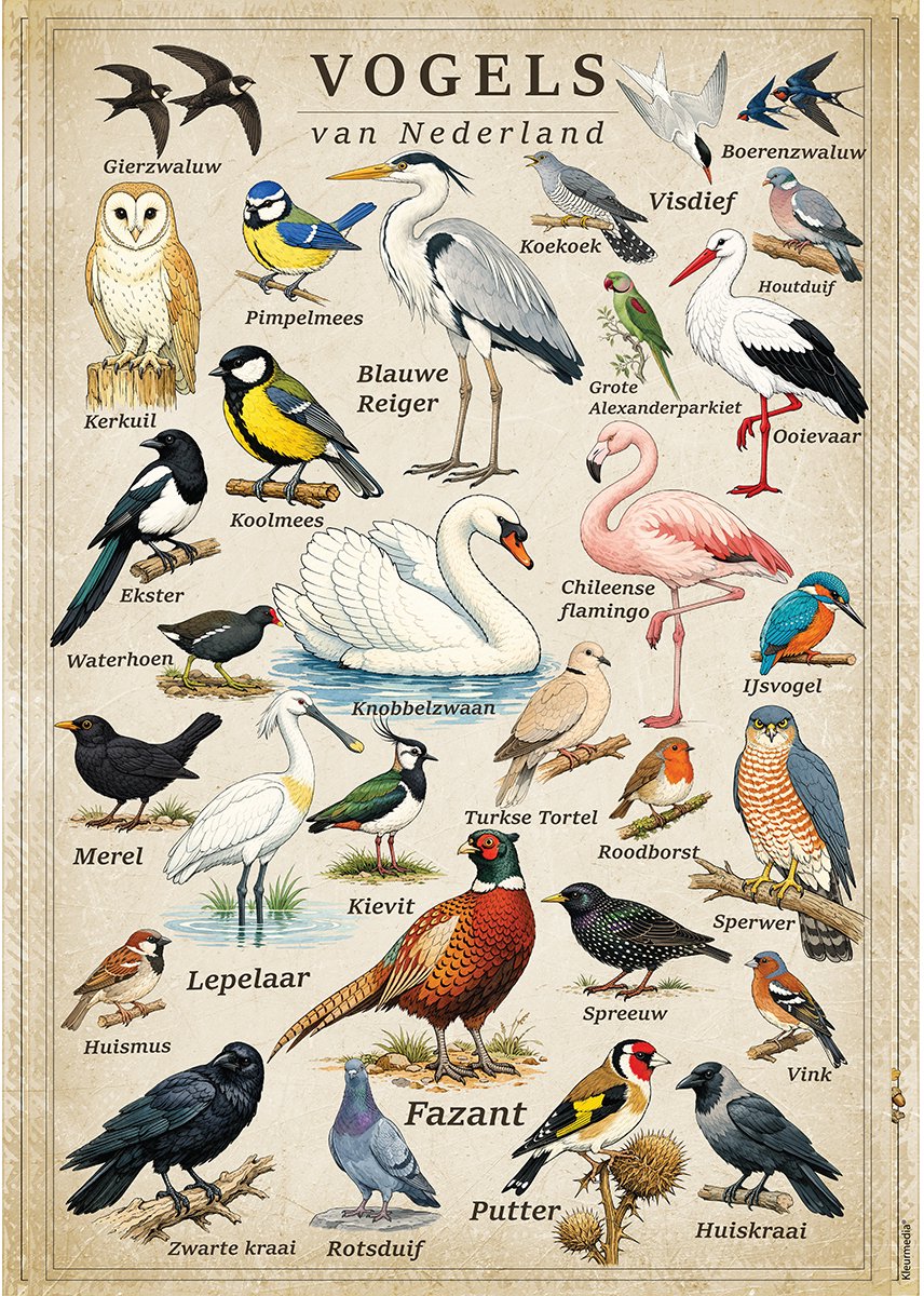 Kleurmedia Vintage Poster Vogels van Nederland - 61 x 91,5 cm - Kleurmedia® Retro Botanische Collectie 2026 - Posters met Nederlandse Benamingen A1