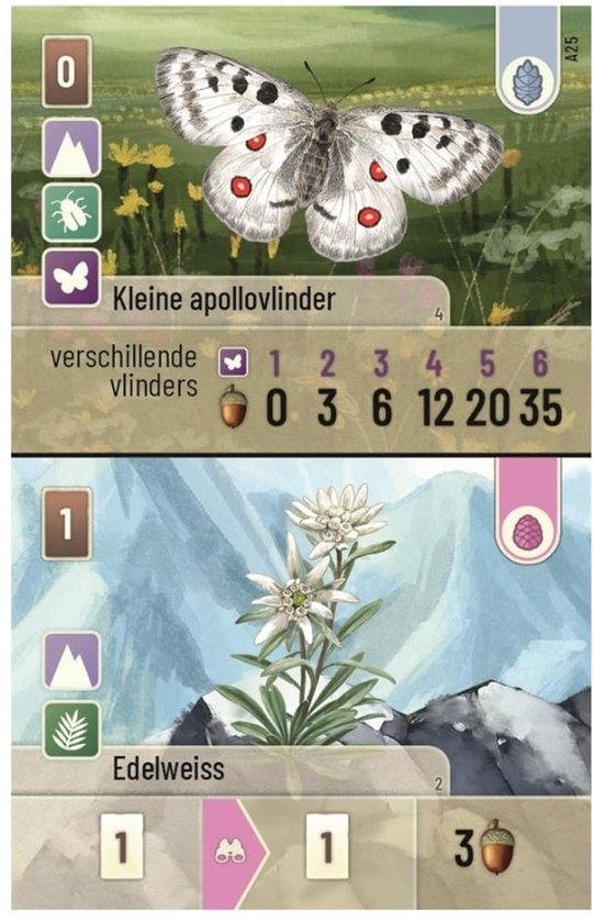 Kleine apollvlinder met rode stippen en Edelweiss bloemen.
