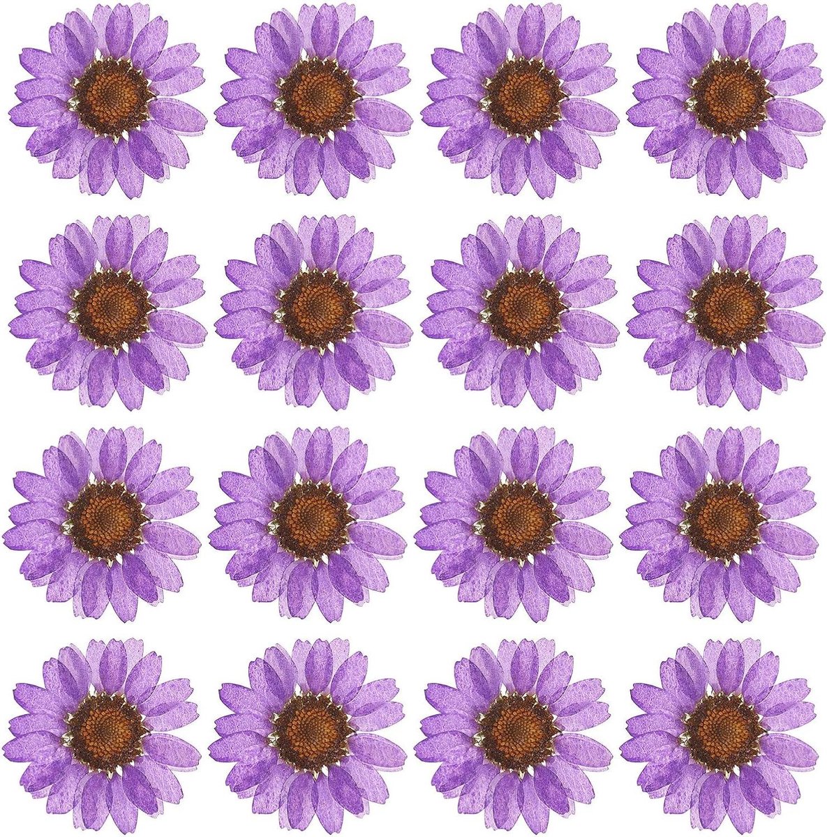 PATIKIL 48 Pcs Dried Pressed Flowers Daisies Natural Daisies for DIY Crafts Home Decor Nail Decoration, Dark Purple