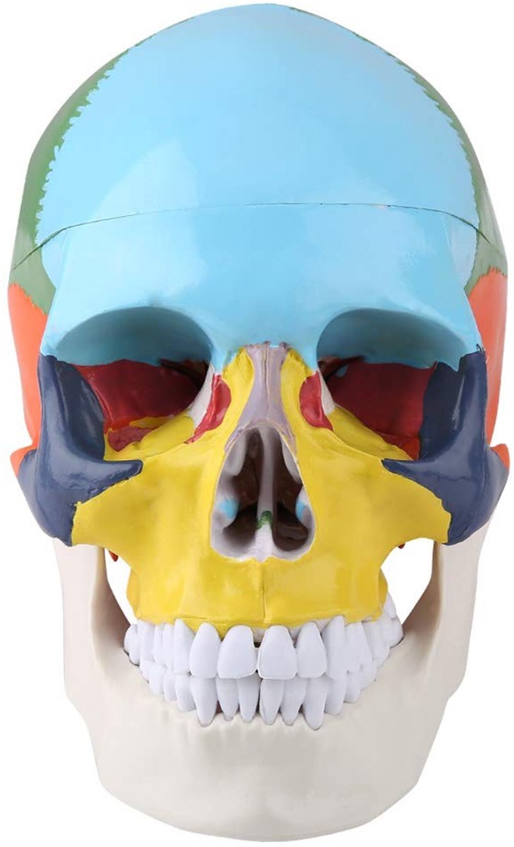 Dailygoods- Schedelmodel Levensgroot - Anatomisch Model - Afneembare Kaak - Kleurherkenningskaart - Realistische Kaakbeweging - Veilig en Duurzaam