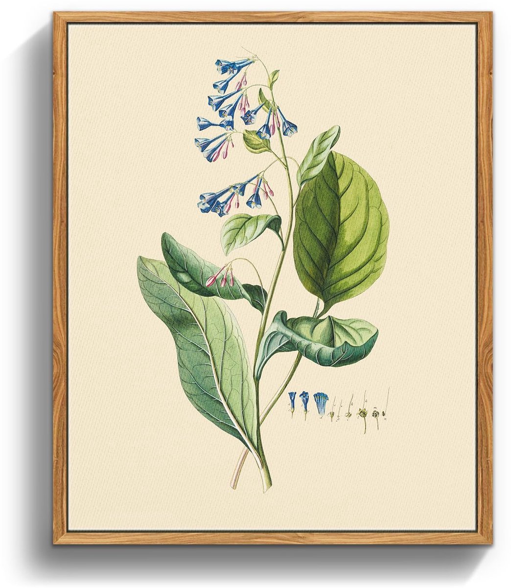 Dailygoods- Botanisch Schilderij Premium Canvas - Vintage Lijst - Longkruid Afbeelding - Muurdecoratie - Kunstwerk voor Slaapkamer - Eenvoudig Ophangen - Muurkunst