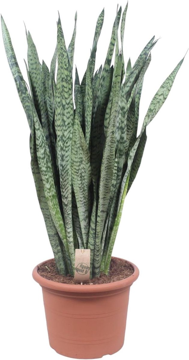 Kamerplant - Groene Plant - Interieur Decoratie - Luchtzuiverend - 100-110 cm - Groen