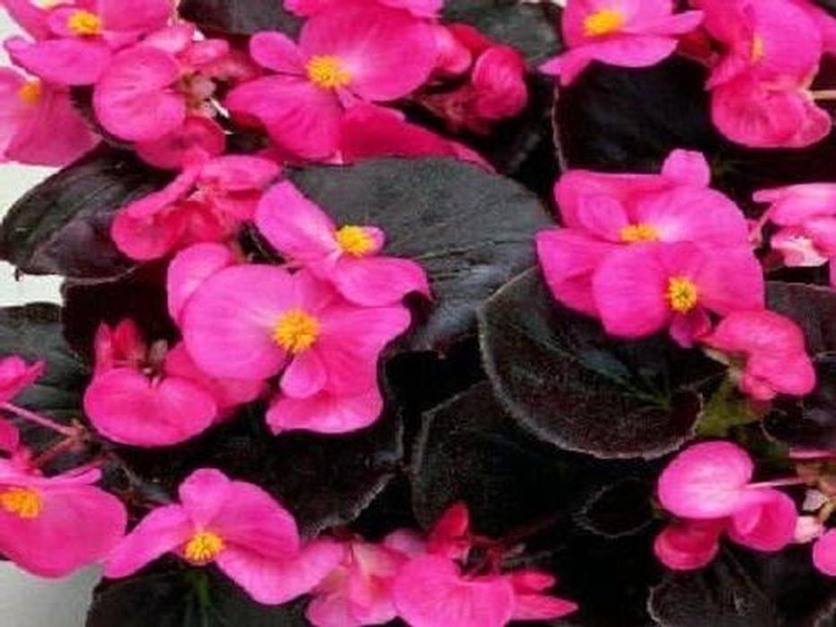 Begonia Zaden - Bloem Zaden - Tuinieren Buiten - Makkelijk Groeien - 50 Stuks - Roze