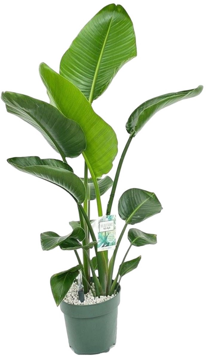 Beautanic lifestyle - Kamerplant Strelitzia Nicolai (2 stekken) Pot...