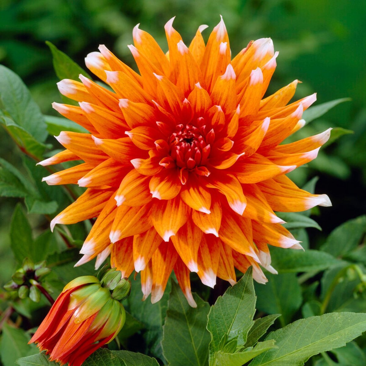 Dahlia (Dahlia) - Color Spectacle - Bijen-Vlinders - Snijbloemen - Zomerbollen