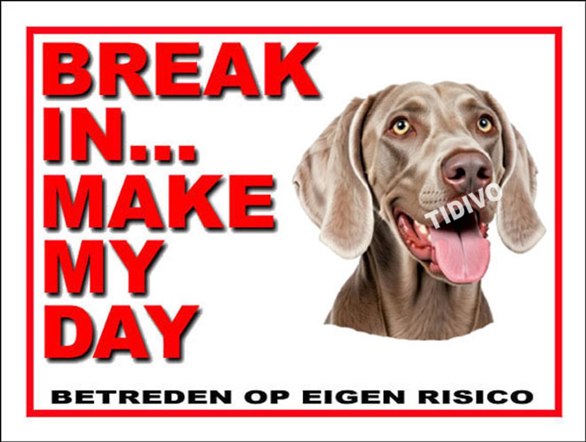 Weimaraner, korthaar 1
