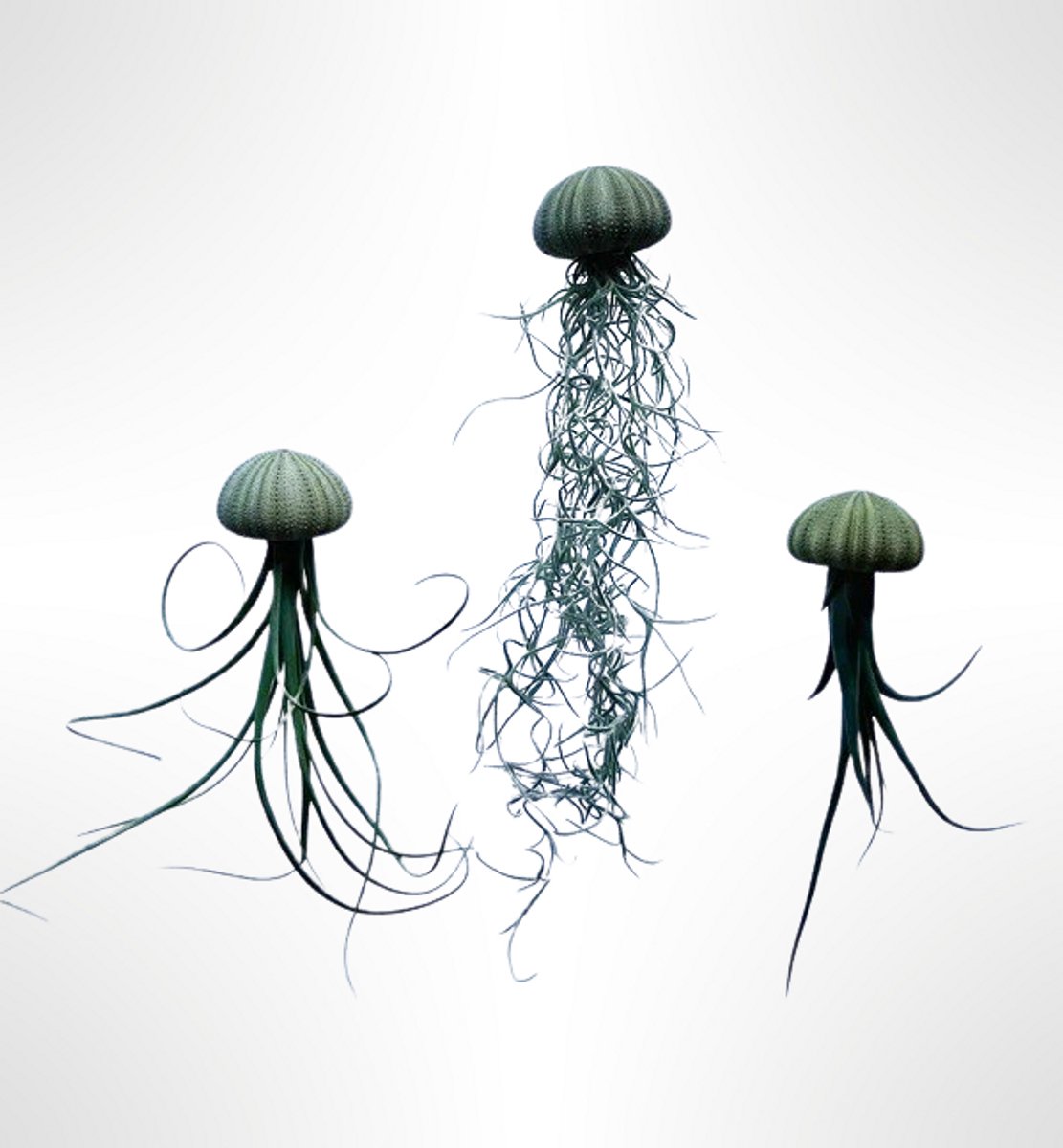 3 Jelly Fish met groene zee-egel en verschillende luchtplanten/planten/kwalletjes/airplants/hangplant/kamerplant/handgemaakt
