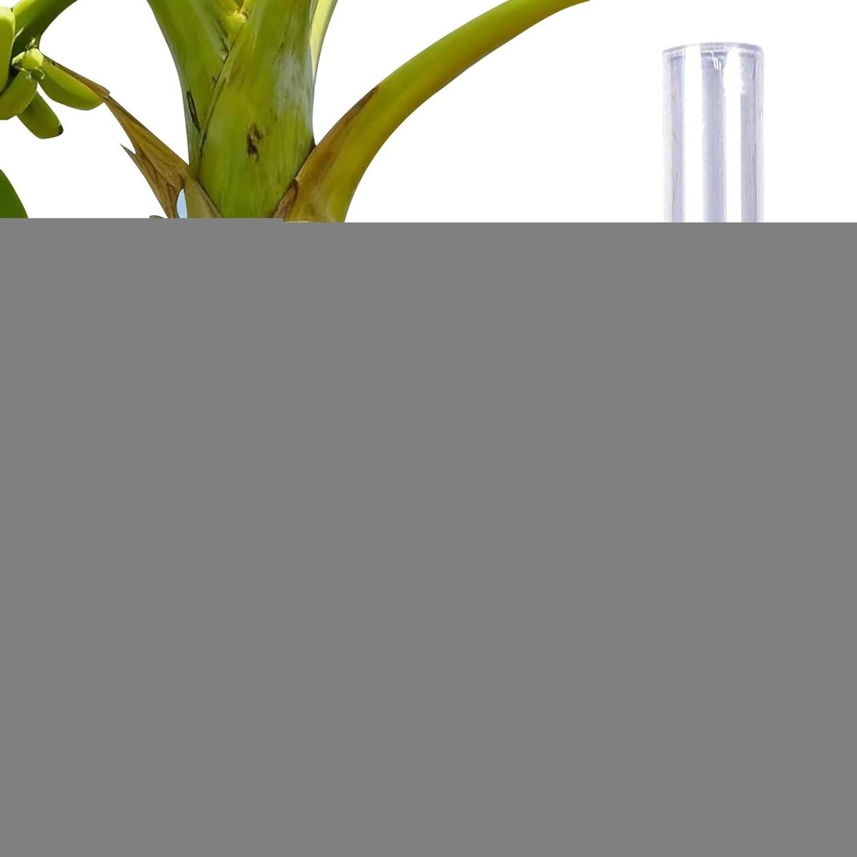 Boombescherming - Boomwikkel - Schors beschermen - Zelfklevend waterdicht - 40 x 200 cm - Transparant