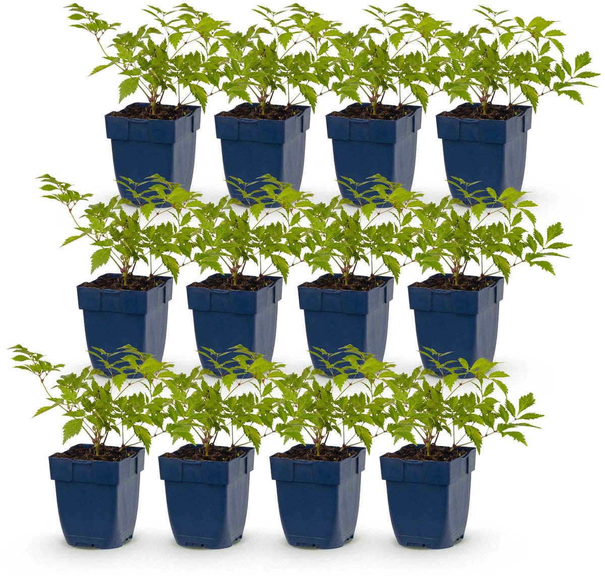 Green boutiQ - Vasteplant - Astilbe (J) Deutschland - Pluimspirea - Schaduw - Wit - 12 Planten - Pot 11cm - Hoogte 15-25cm