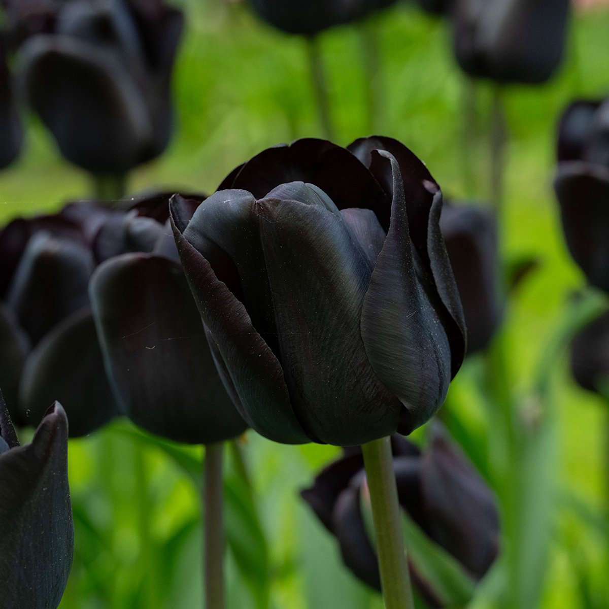 Tulp Nightwish | 10 stuks | Zwart | Tulpenbollen | Snijbloem
