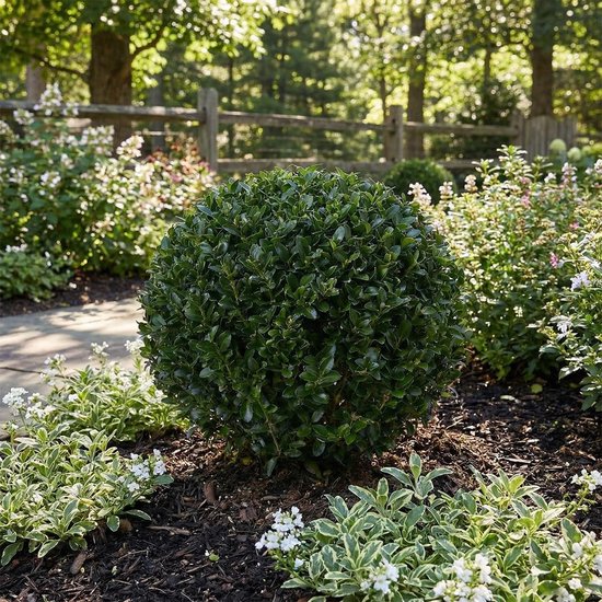 Japanse hulst bollen - Groenblijvende struiken - Tuin decoreren - Buxus alternatief - 30 cm hoog - Groen — afbeelding 4