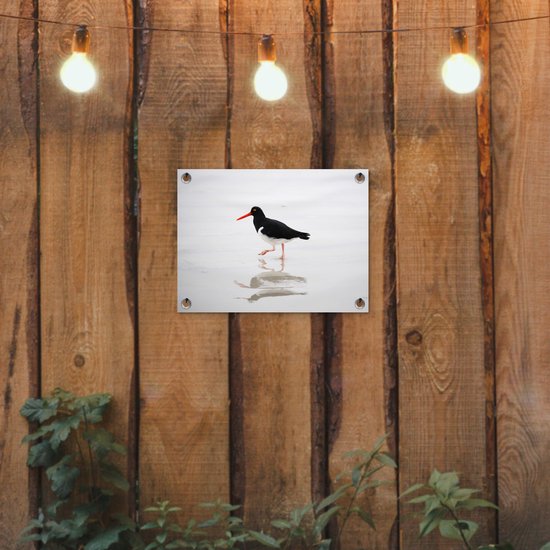 Tuinposter 40x30 cm - Tuindecoratie Scholekster weerspiegelt in het water - Poster voor in de tuin - Buiten decoratie - Schutting tuinschilderij - Tuindoek muurdecoratie - Wanddecoratie balkondoek