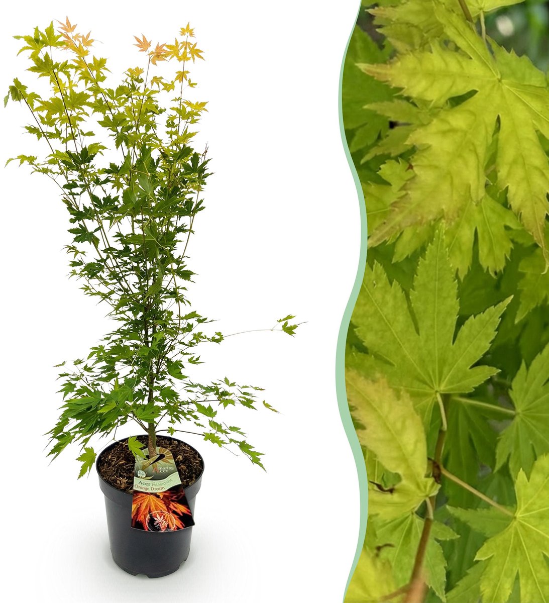 Plantenboetiek.nl | Acer palmatum Orange Dream - Japanse Esdoorn - Bladverliezend - Oranje - Ø26cm - 80-90cm hoog - Tuinplant