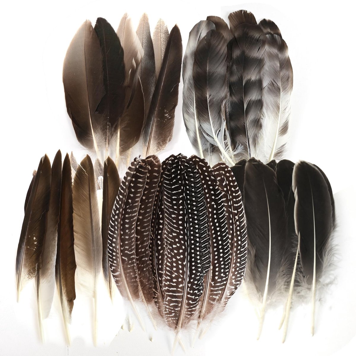 Dailygoods- Decoratieve Veren 30 Stuks - Natuurlijke Veren - Fazantveren/Kippenveren - Handwerk/Doe-het-zelf - Feestdecoratie - Lengte 12-22 cm - Knutselveren