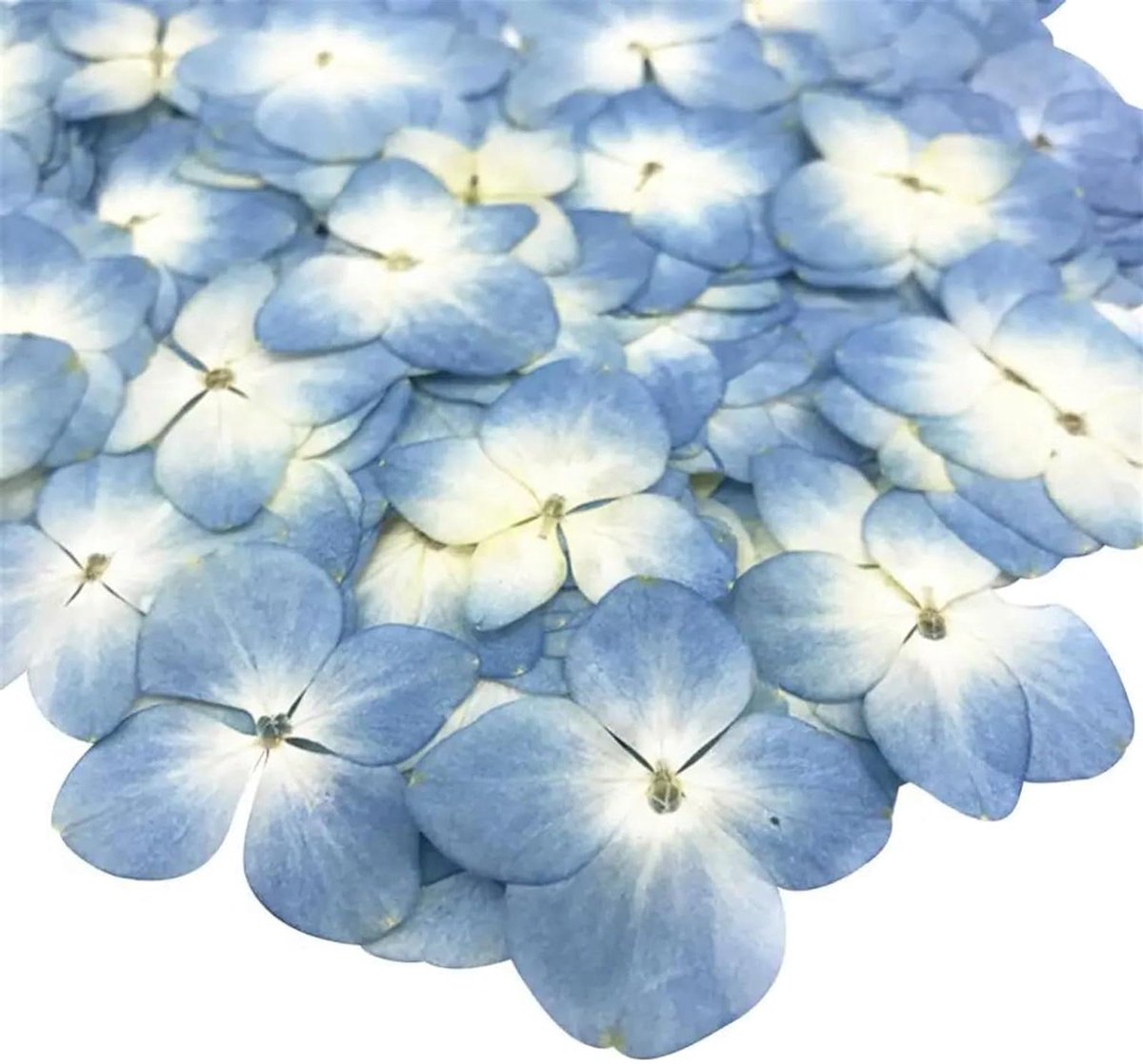 Decoratieve bloemen - Gedroogde planten - Huis decoreren - Epoxy hars - 48 stuks - Blauw
