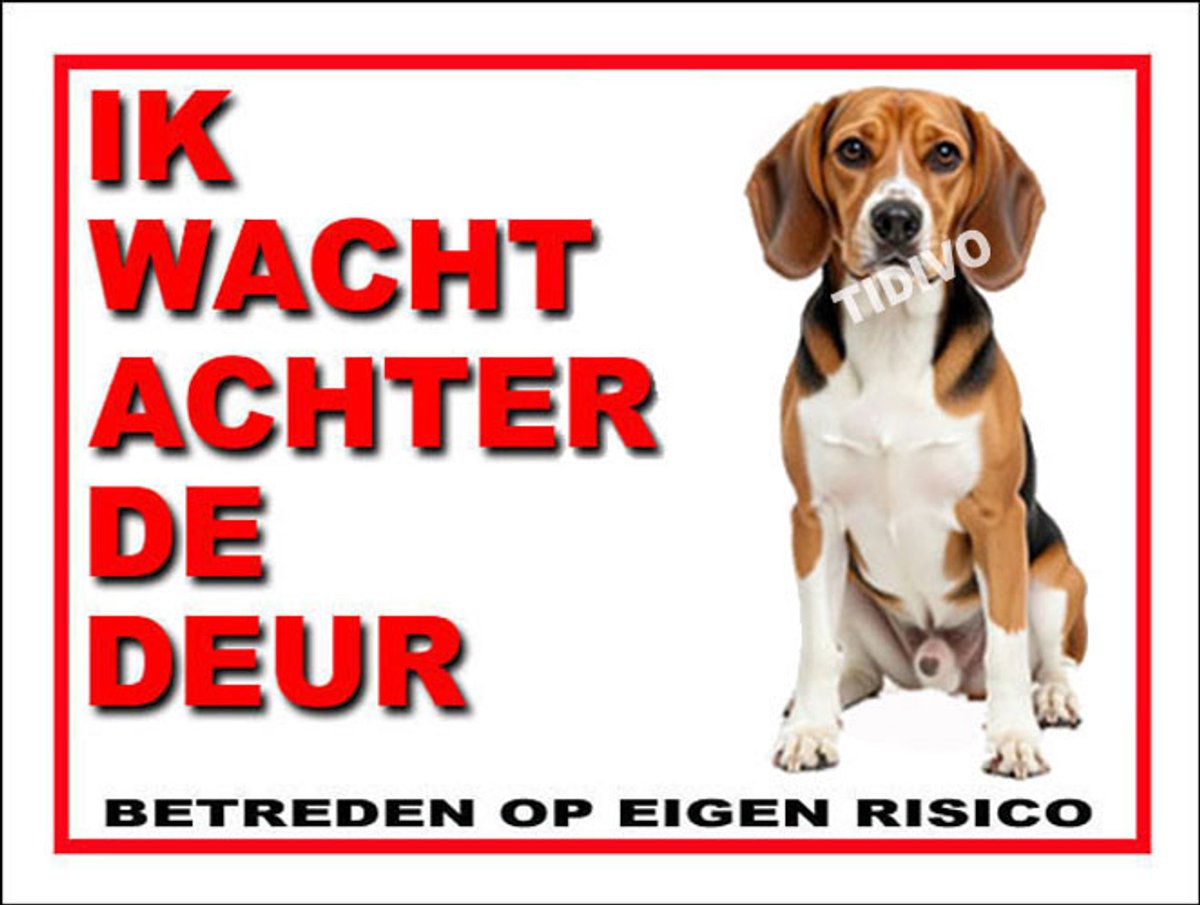 Beagle Harrier 10