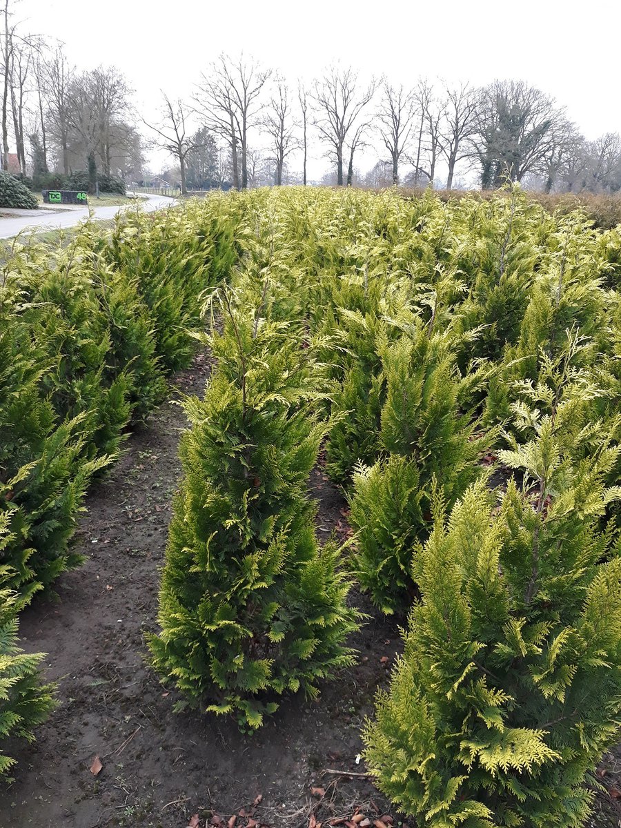 Gele Californische Cypres Chamaecyparis Ivonne 180-200 cm, 25x Haagplant