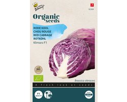Buzzy® Organic Rode Kool Klimaro F1 (BIO) - Biologische kool met stevige, donkerrode bladeren