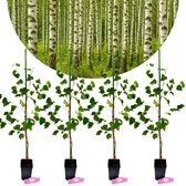 Set van 4 Betula pendula - Ruwe berk - Hoogte 50/60cm - 9cm pot