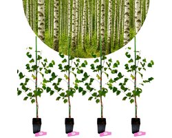 Set van 4 Betula pendula - Ruwe berk - Hoogte 50/60cm - 9cm pot