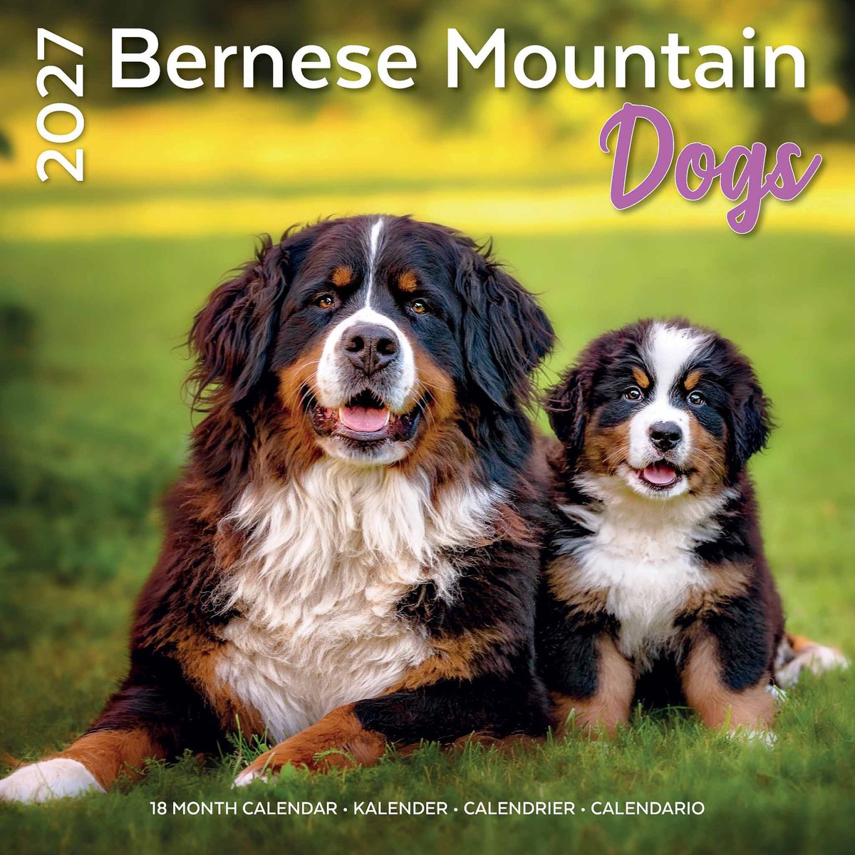Berner Sennen Kalender 2027