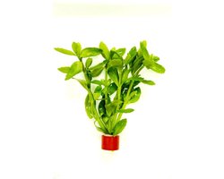Moerings Bacopa Amplexicaulis (Caroliniana) | Grofbladige bacopa | In Terracotta Ring