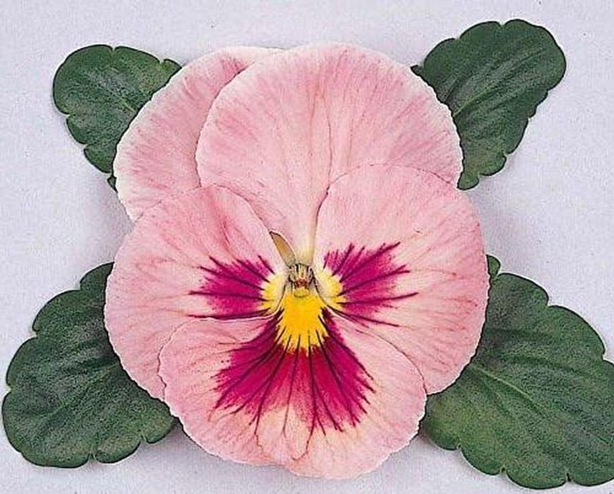Viooltje Zaden - Bloemzaadjes Tuin - Planten Kweken - Makkelijk te Kweken - 50 Stuks - Abrikoos