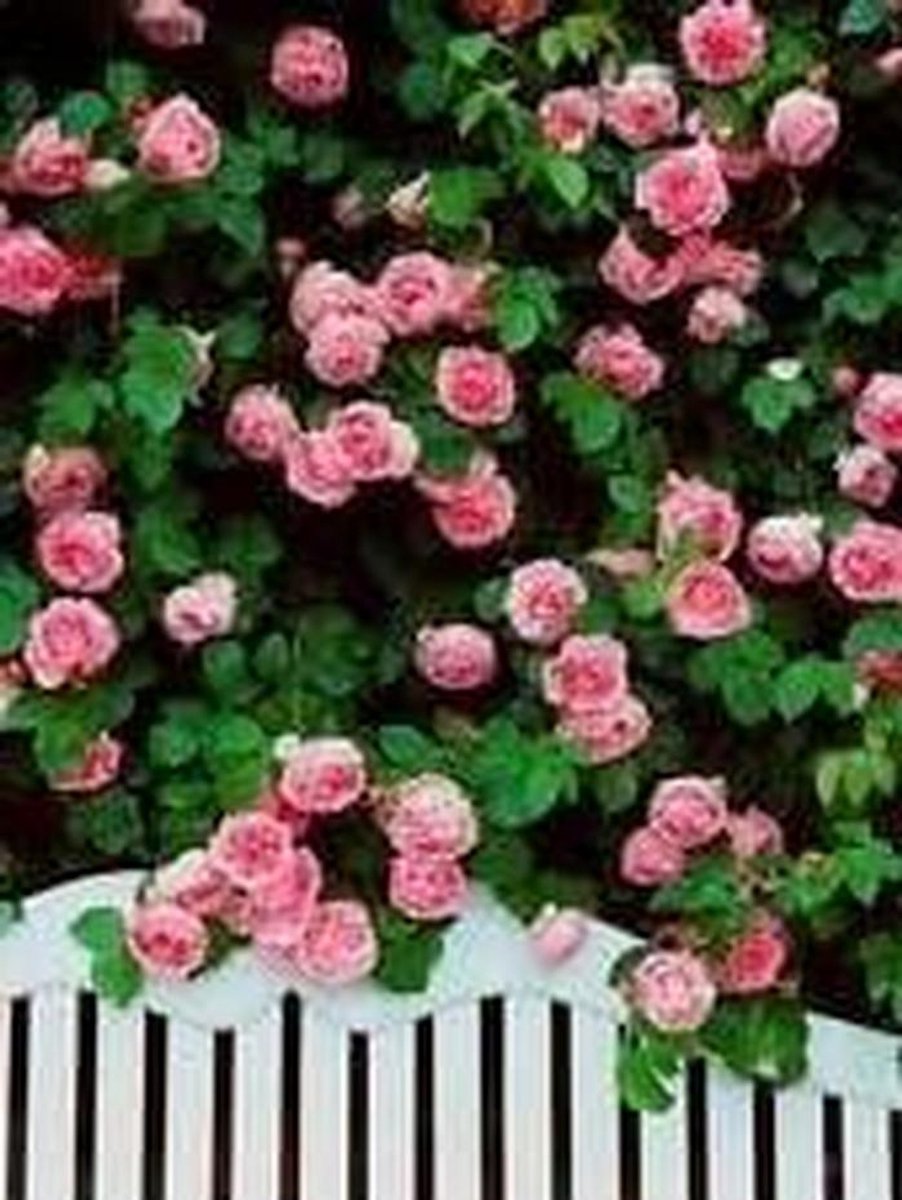 Klimroos Zaden - Rozenstruik Plant - Tuinieren Buiten - Eenvoudig Groeiend - 15 Stuks - Roze