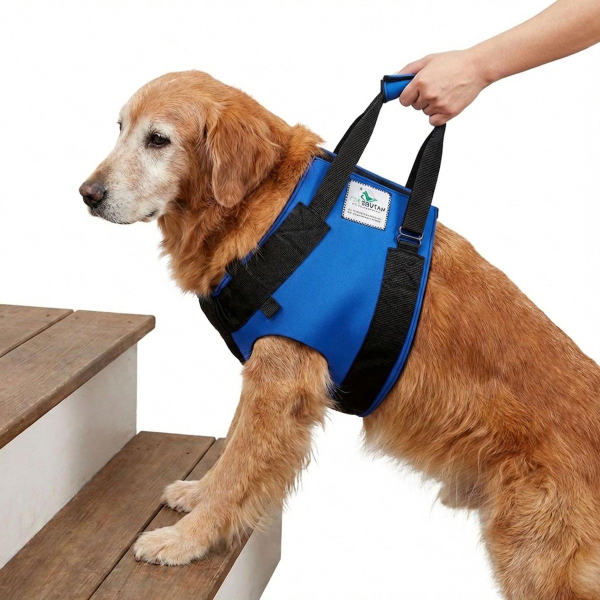 Honden draaghulp - Loophulpmiddel revalidatie - Ondersteuning oudere hond - Anatomisch gevormd borststuk - Borstomtrek 76-82 cm - Blauw