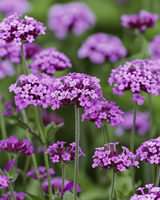 2 sets - Ijzerhard Zaden Vanity Verbena Bonariensis Eenjarig Paarsbloeiend