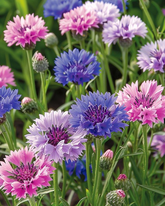 3 sets - Korenbloem Zaden Polka Dot Gemengd Centaurea Cyanus Eenjarig