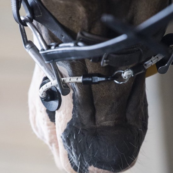 ThinLine - Busy Buddy โ Kalmeert Paarden - Hoofdstel