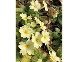 6x Sleutelbloem - Primula Vulgaris | 9x9 cm pot