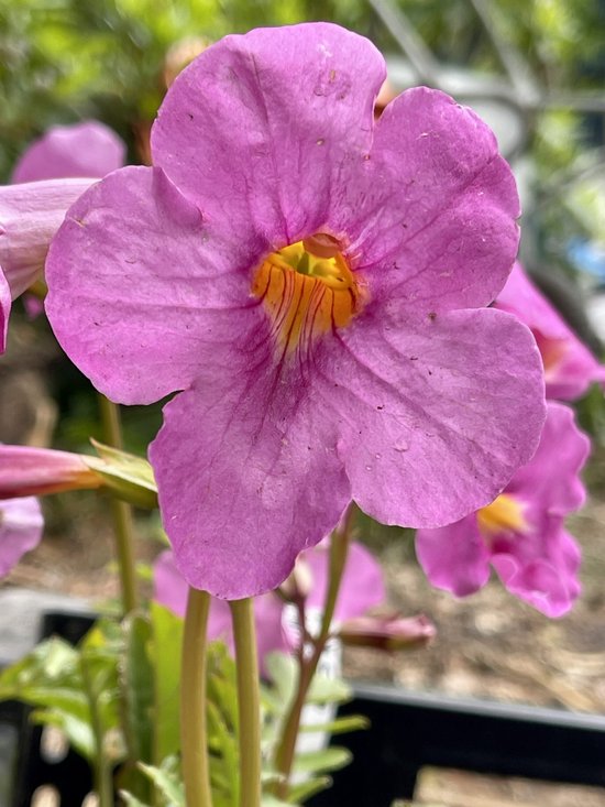 6x Tuingloxinia - Incarvillea delavayi | 9x9 cm pot