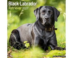 Labrador Retriever Zwart Kalender 2027