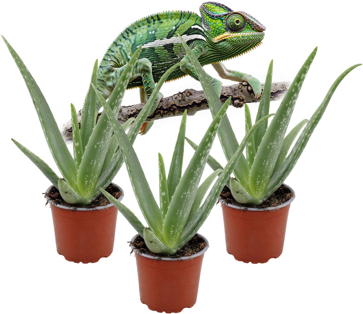 Aloe Vera – Set van 3 Kamerplanten – Vetplant – Makkelijk te Verzorgen – Luchtzuiverend – 30–35 cm – Pot 12 cm