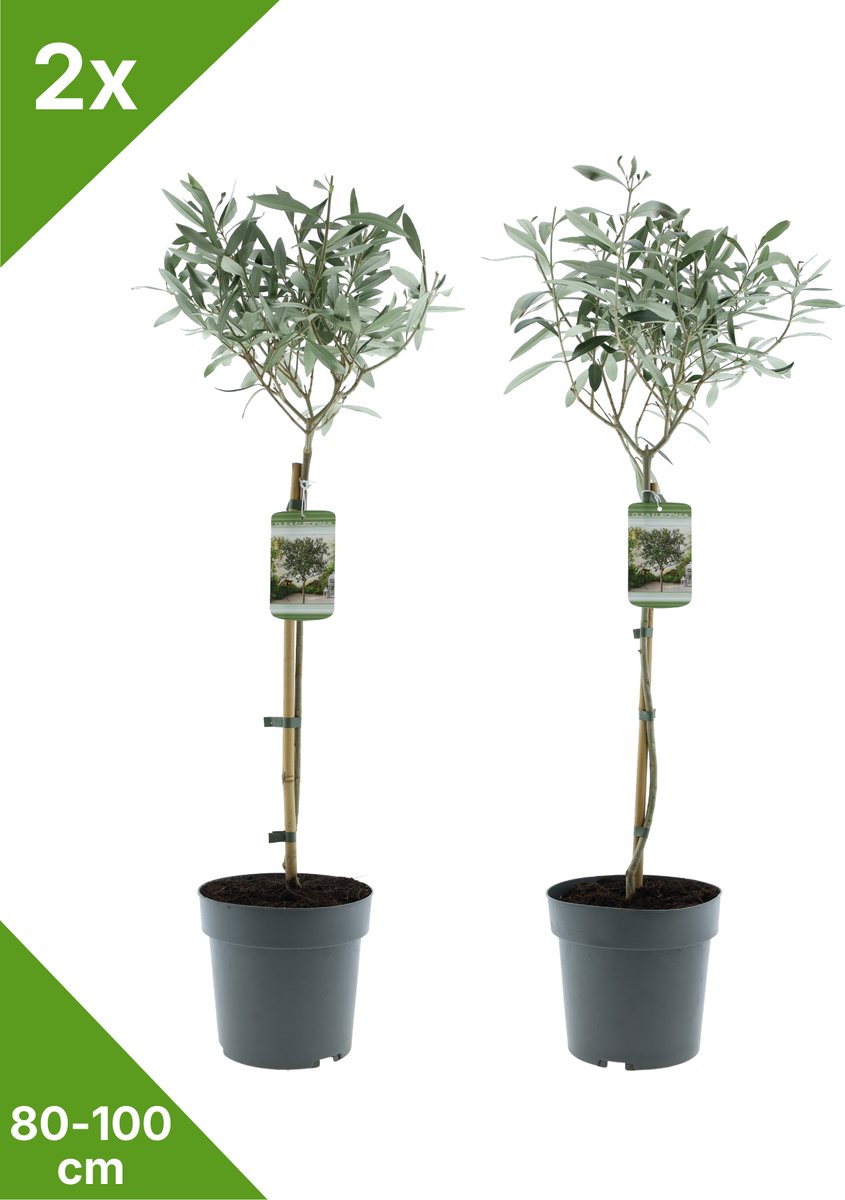 GARDENZO - 2x Olea europaea (Olijfboom) 1/2 stam - in 19 cm pot - 80/100 cm