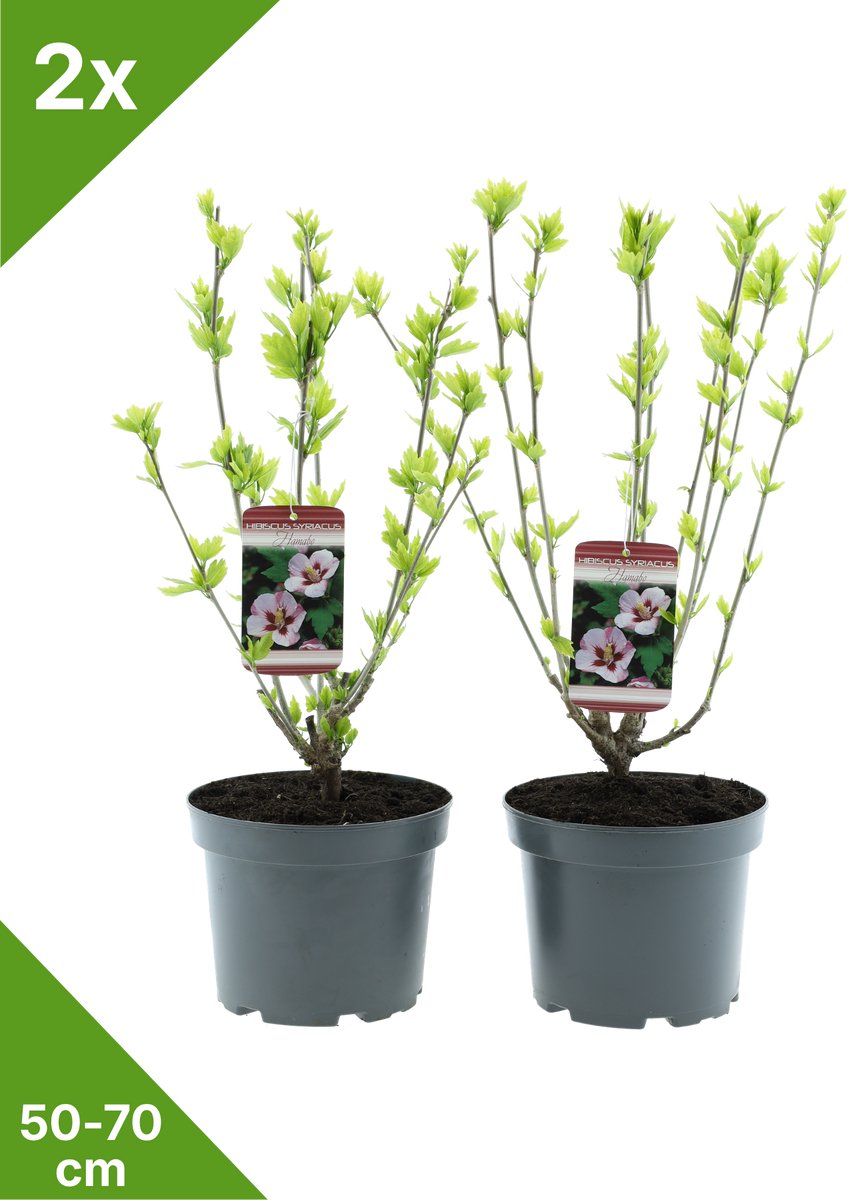 GARDENZO - Hibiscus syr. 'Hamabo' Wit met rood hart in 3 liter pot - 50-70 cm set van 2