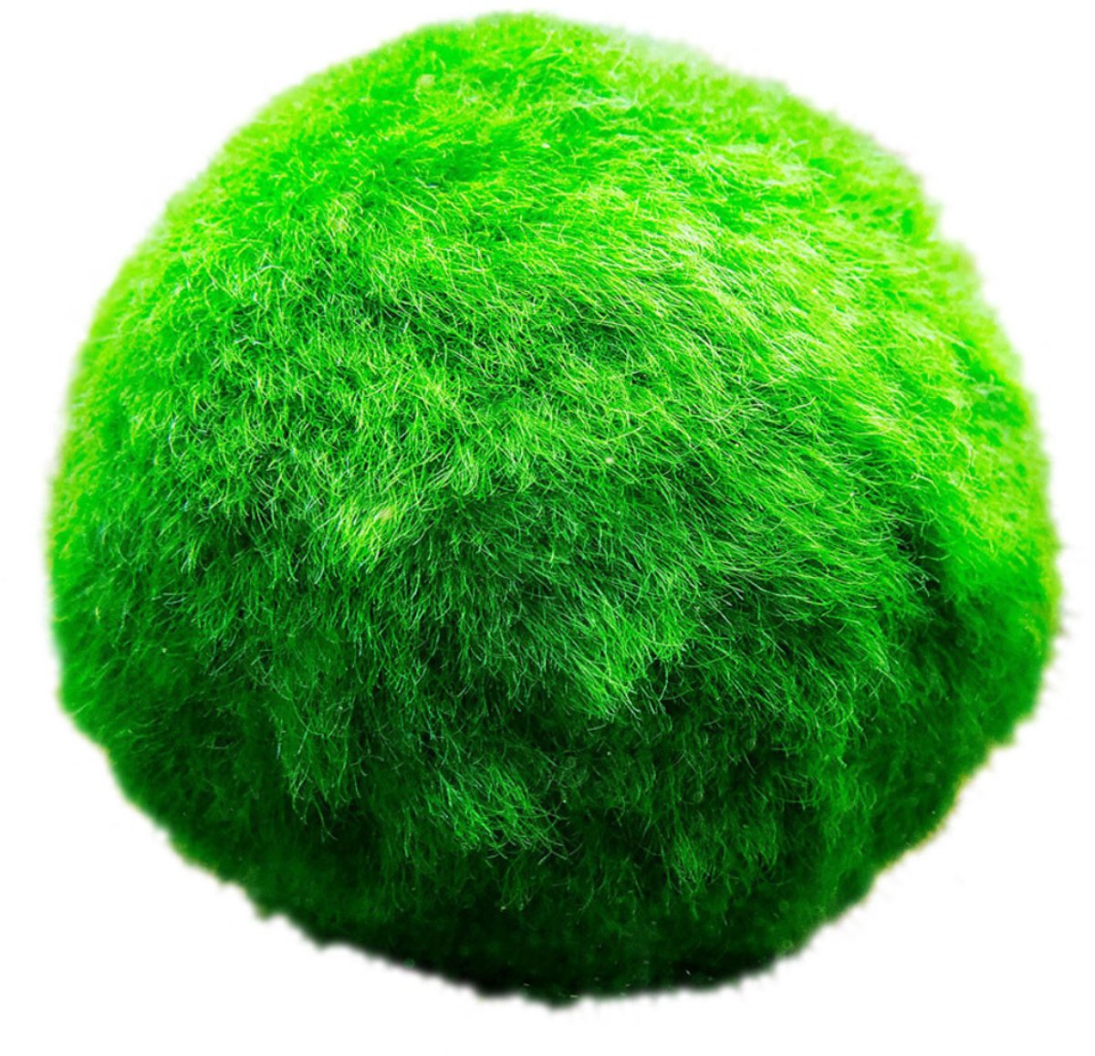 vdvelde.com - Marimo mosbal 3 cm - 5 stuks - Levende waterplant voor aquarium & vijver - Reinigt water en vermindert algen - Onderhoudsvriendelijk en duurzaam