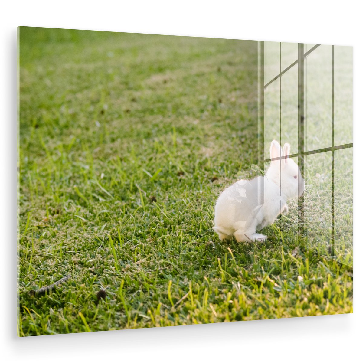 ® Glasschilderij 120x90 cm - Schilderij acrylglas - Baby konijn - Tuin - Wit - Foto op glas - Muurdecoratie woonkamer - Wanddecoratie slaapkamer - Schilderijen